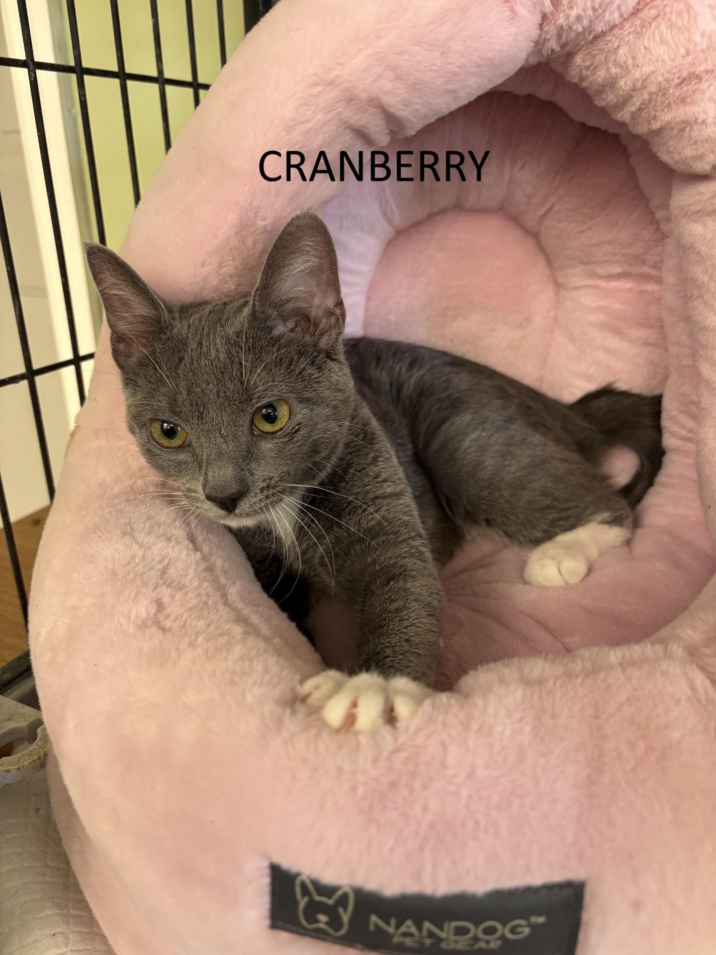 Cranberry, ADOPTABLE, Young Female Domestic Short Hair.