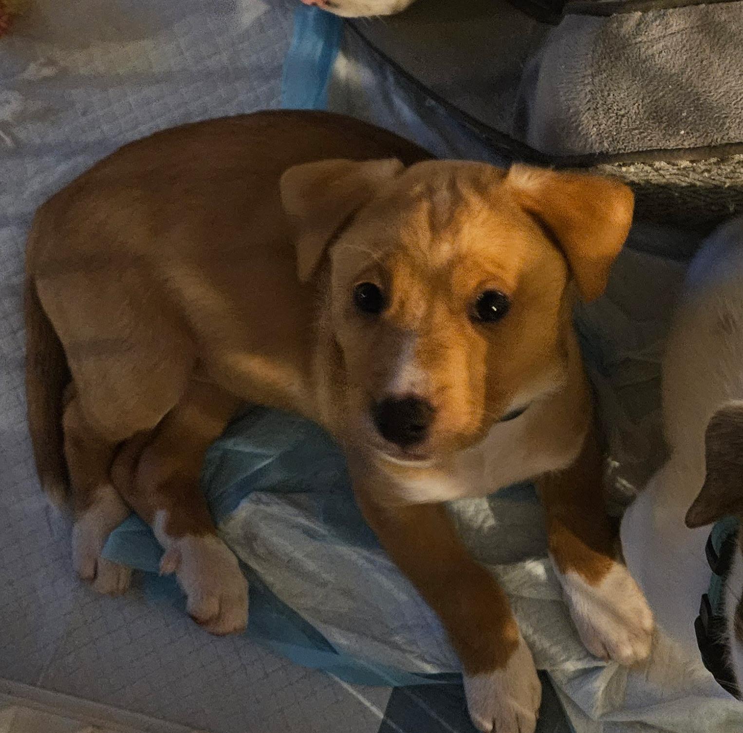 Enlarge Chloe, an adopted Mixed Breed in Grayson, GA image 3/5