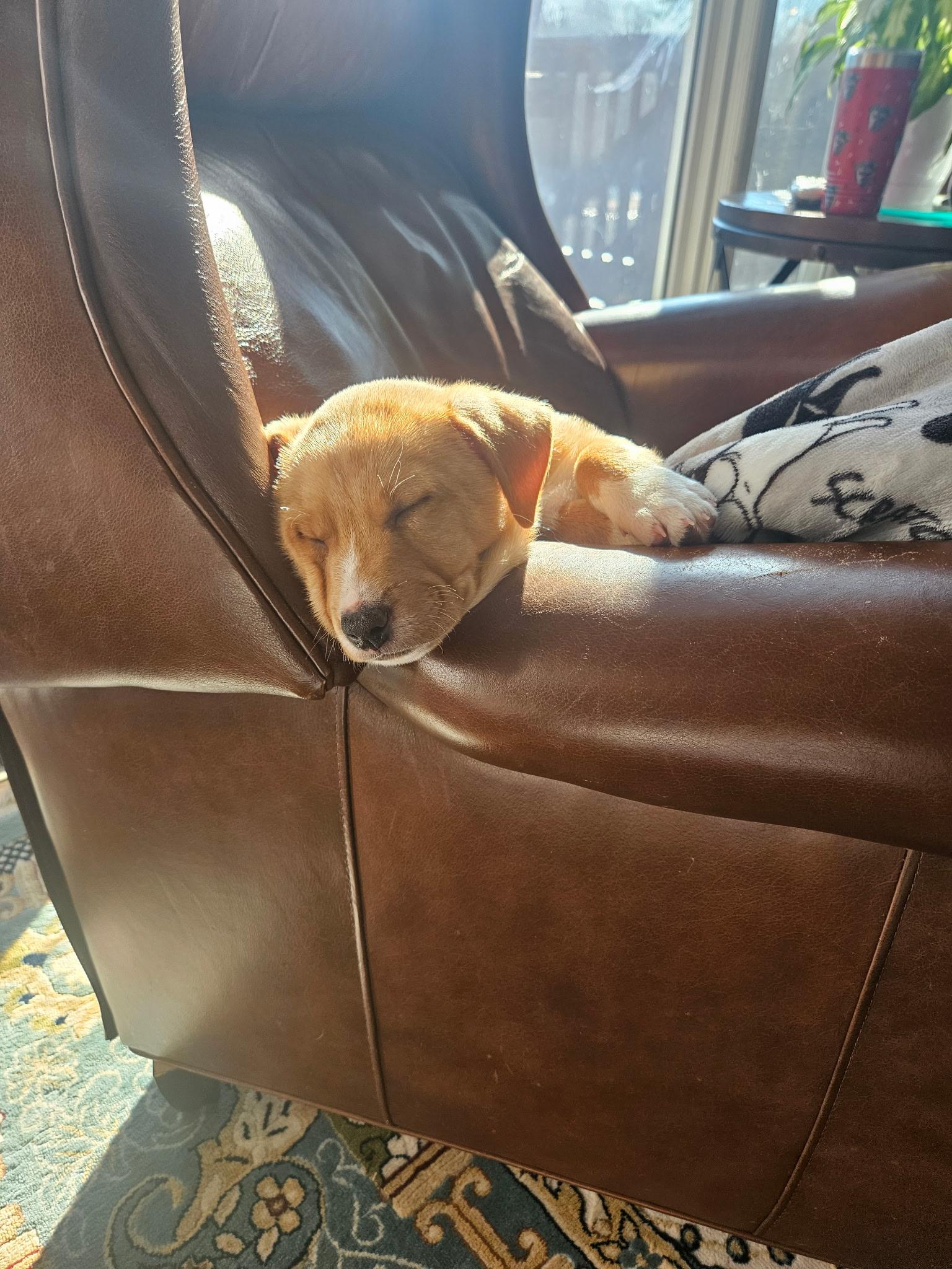 Enlarge Chloe, an adopted Mixed Breed in Grayson, GA image 4/5