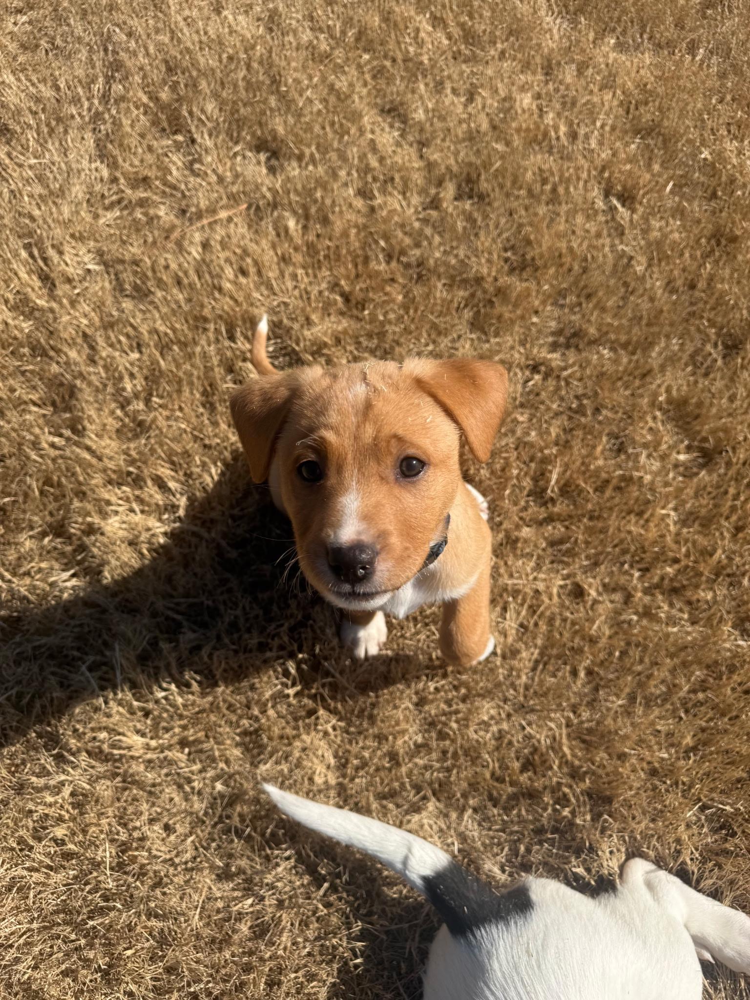 Enlarge Chloe, an adopted Mixed Breed in Grayson, GA image 5/5