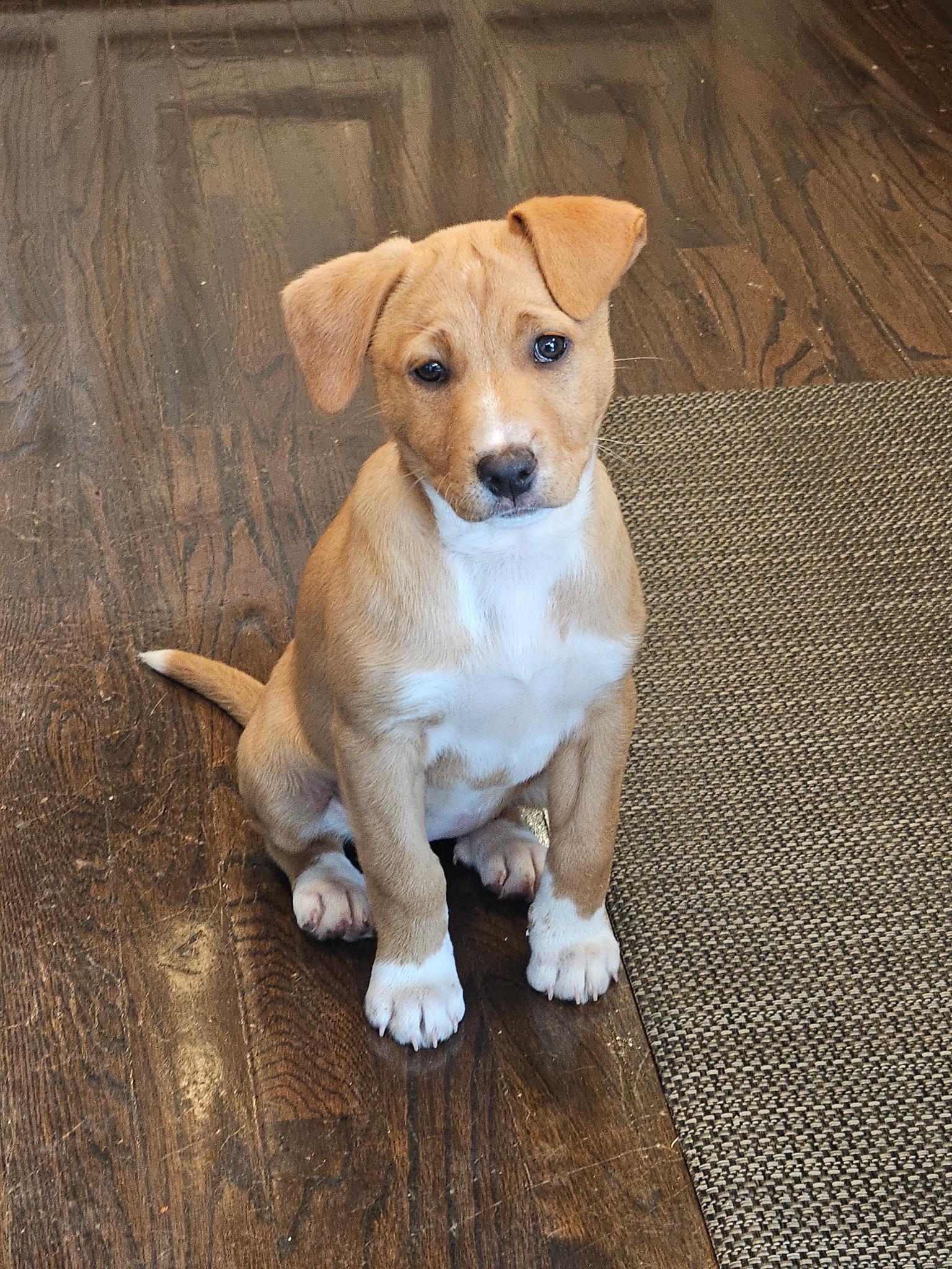 Chloe, adopted, Puppy Female Mixed Breed.
