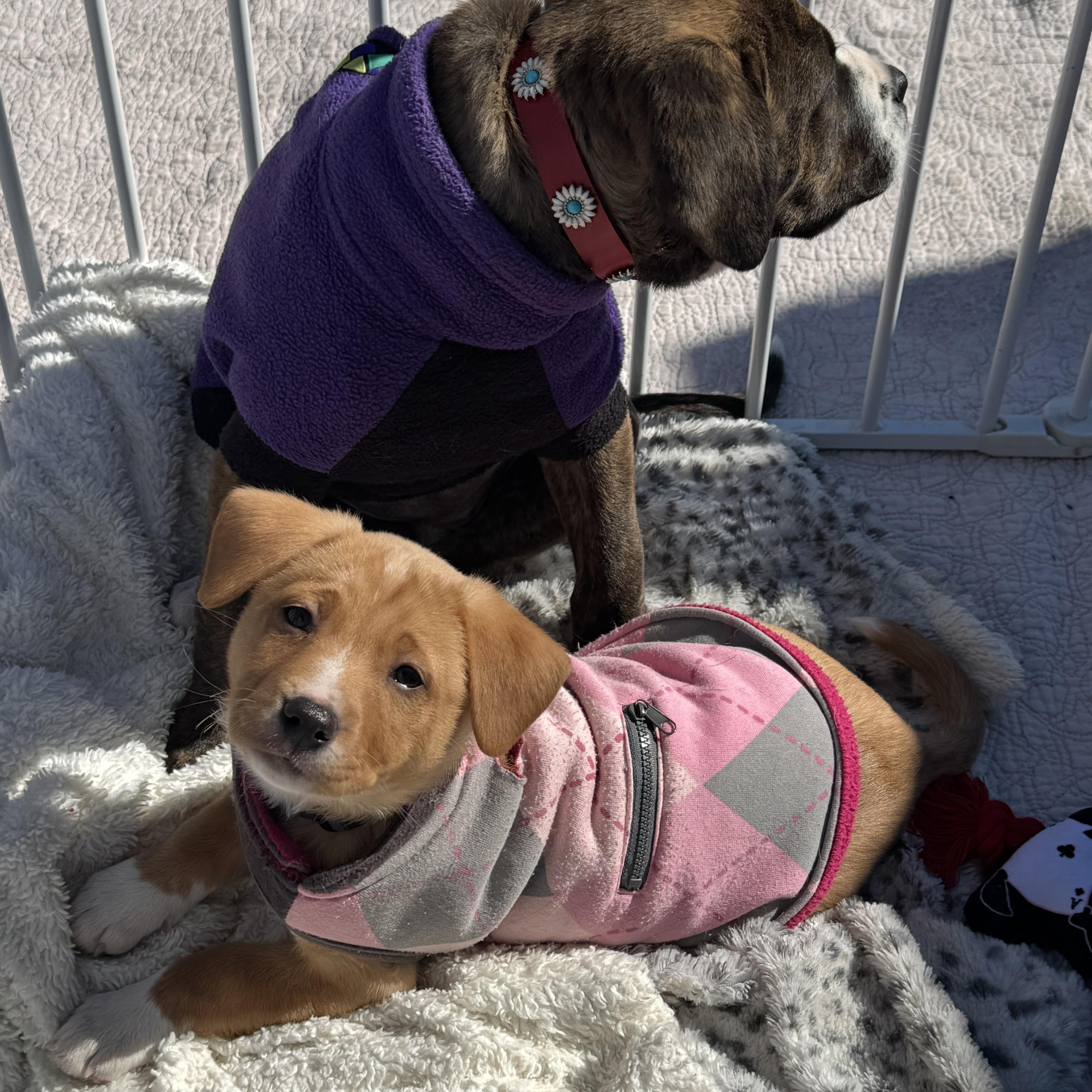 Enlarge Chloe, an adopted Mixed Breed in Grayson, GA image 2/5