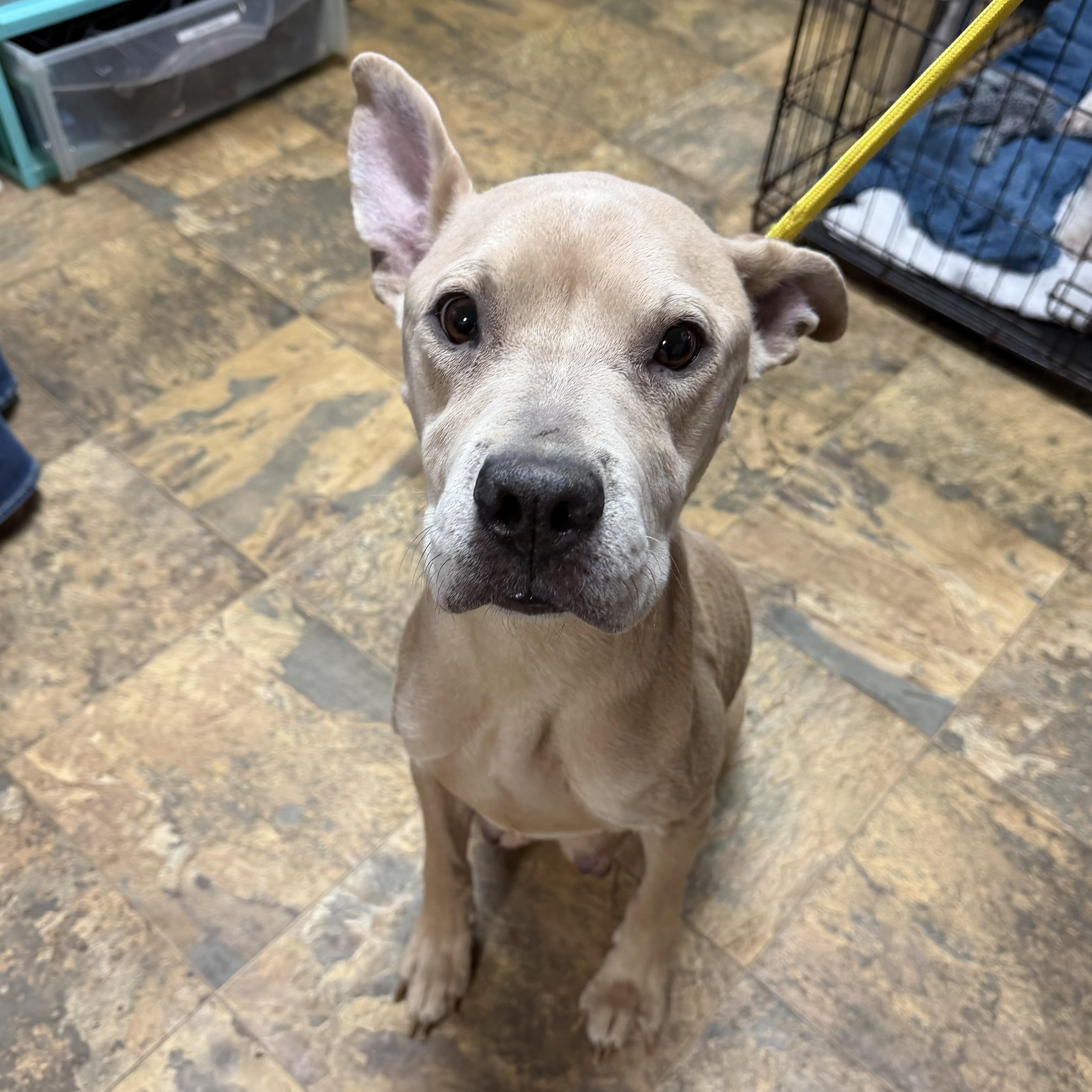 Olive Ridley — thumbnail 4