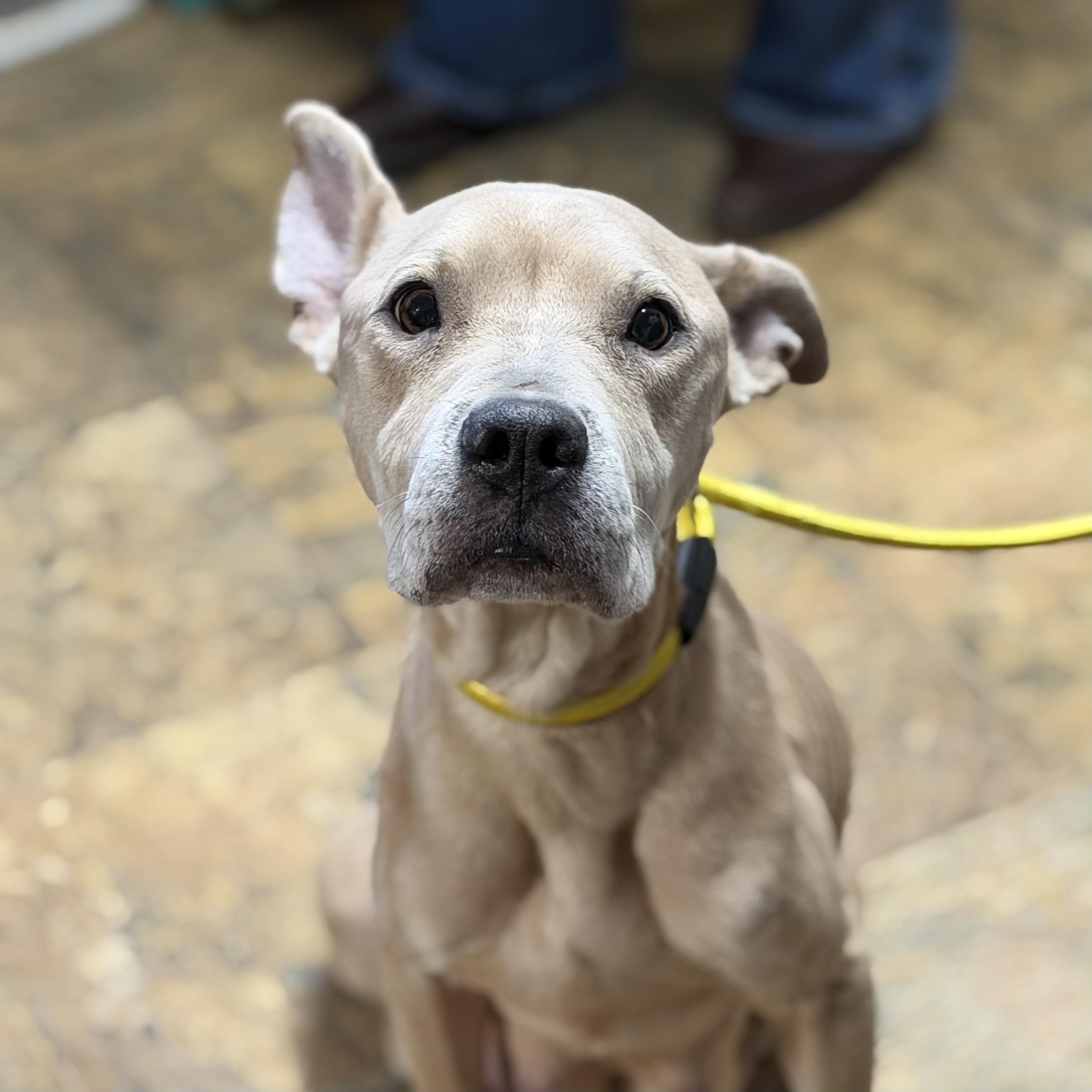 Olive Ridley — thumbnail 5