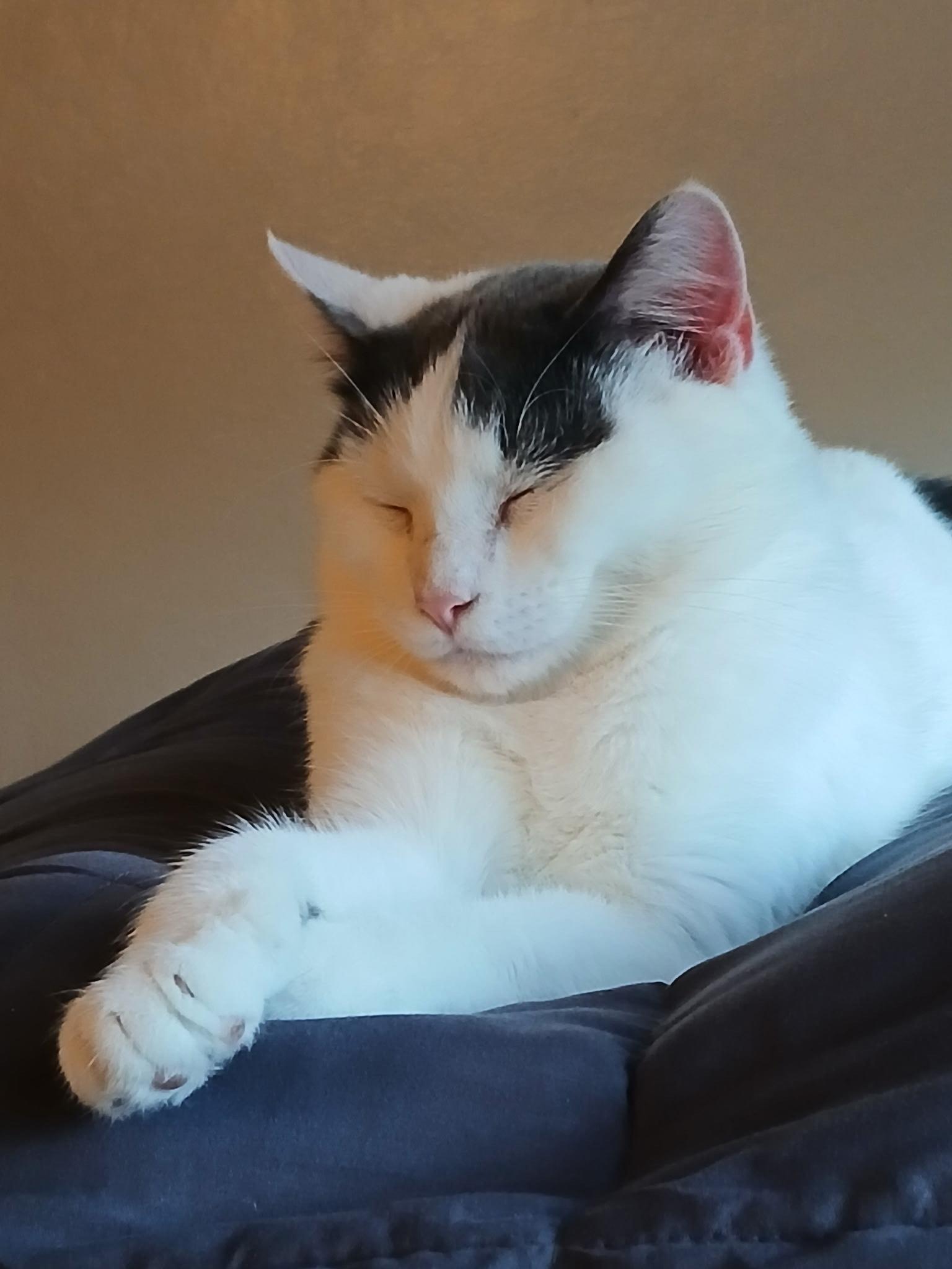 Enlarge Poppy, a Adoptable Domestic Short Hair in Dayton, OH image 1/1