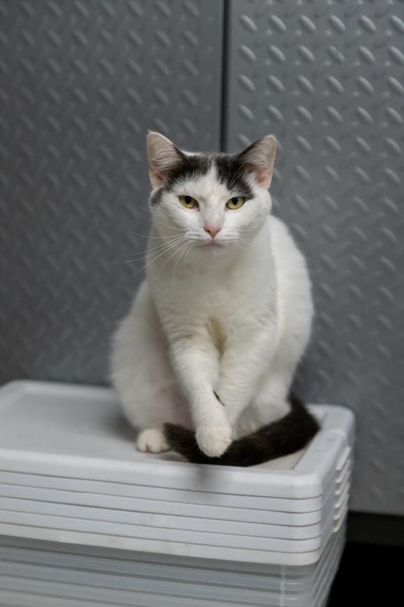 Enlarge Poppy, a Adoptable Domestic Short Hair in Dayton, OH image 1/5
