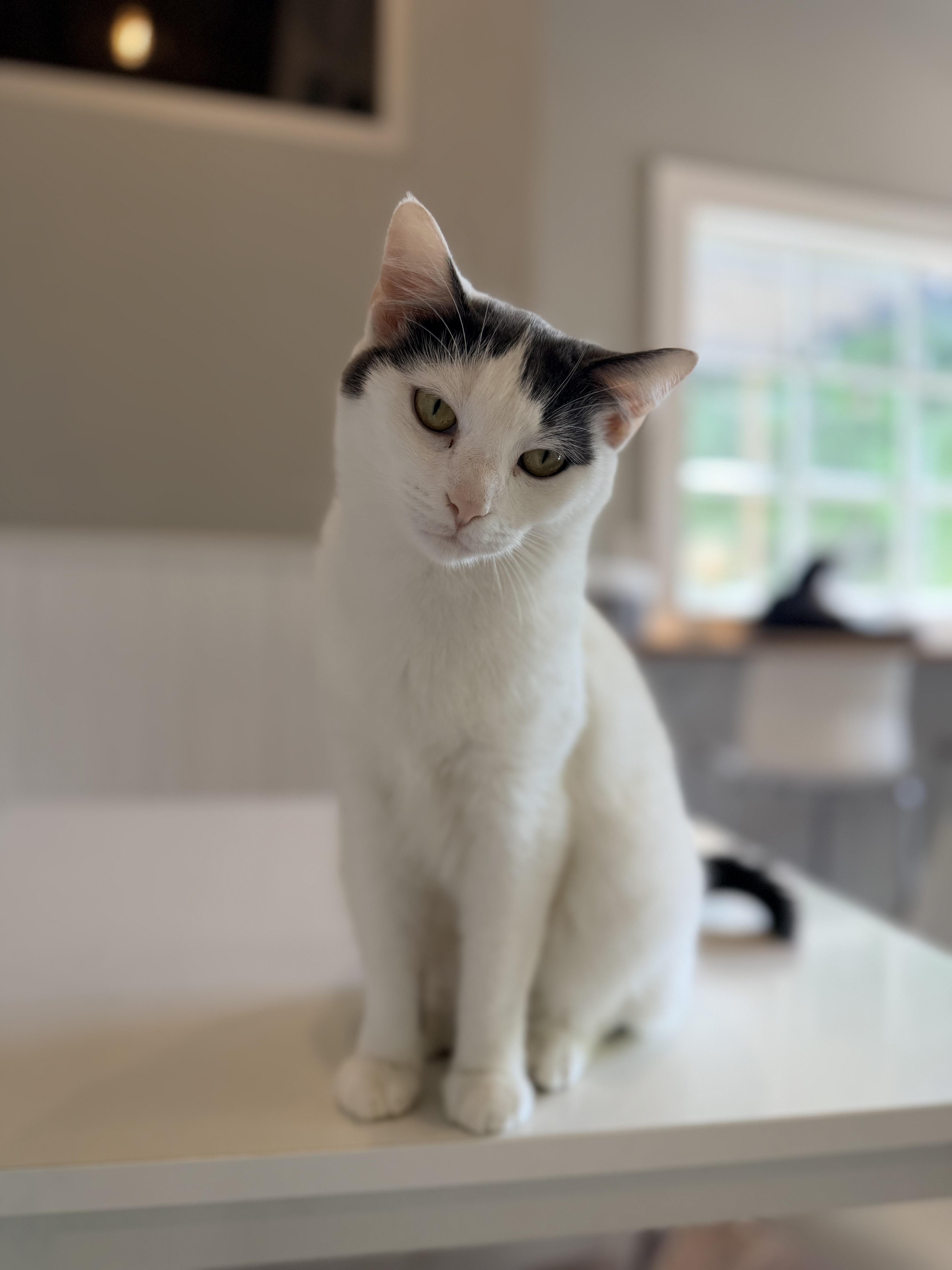 Poppy, Adoptable, Young Female Domestic Short Hair.