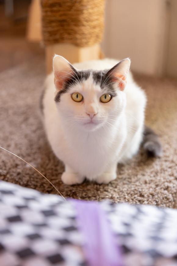 Enlarge Poppy, a Adoptable Domestic Short Hair in Dayton, OH image 2/2