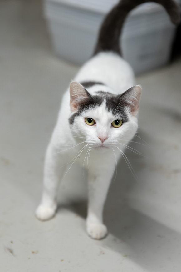 Enlarge Poppy, a Adoptable Domestic Short Hair in Dayton, OH image 4/5