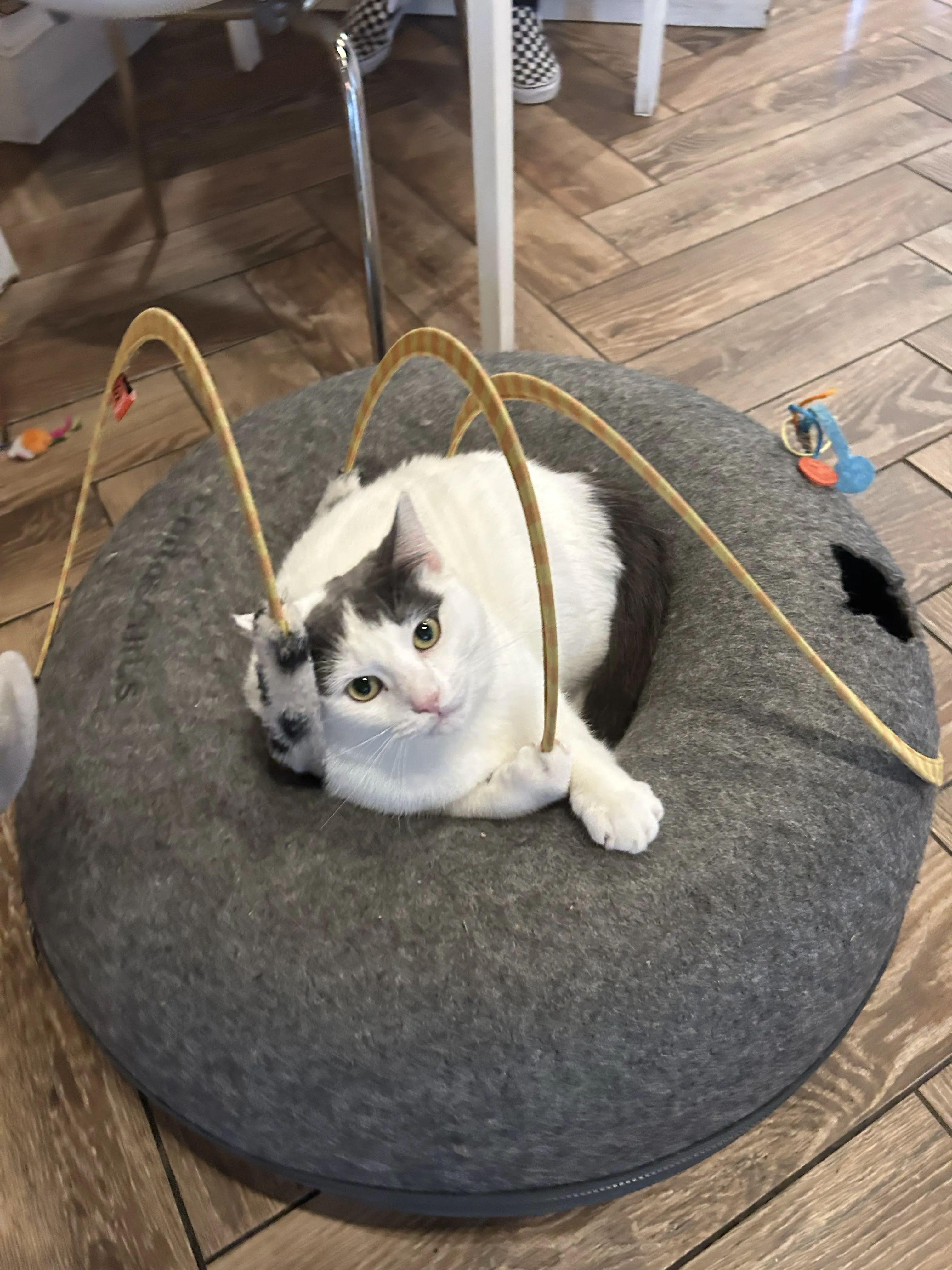 Enlarge Poppy, a Adoptable Domestic Short Hair in Dayton, OH image 5/5