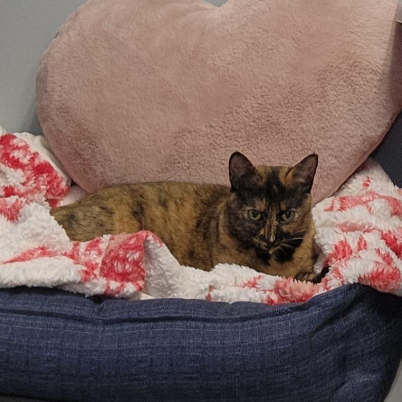 Lilli, Adoptable, Adult Female Domestic Short Hair.