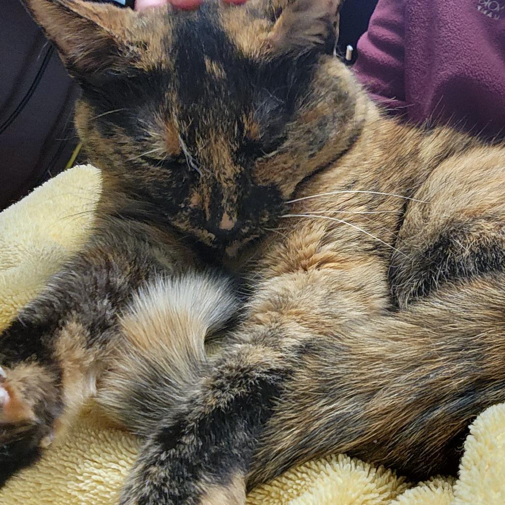 Enlarge Lilli, a Adoptable Domestic Short Hair in Mooresville, NC image 2/6