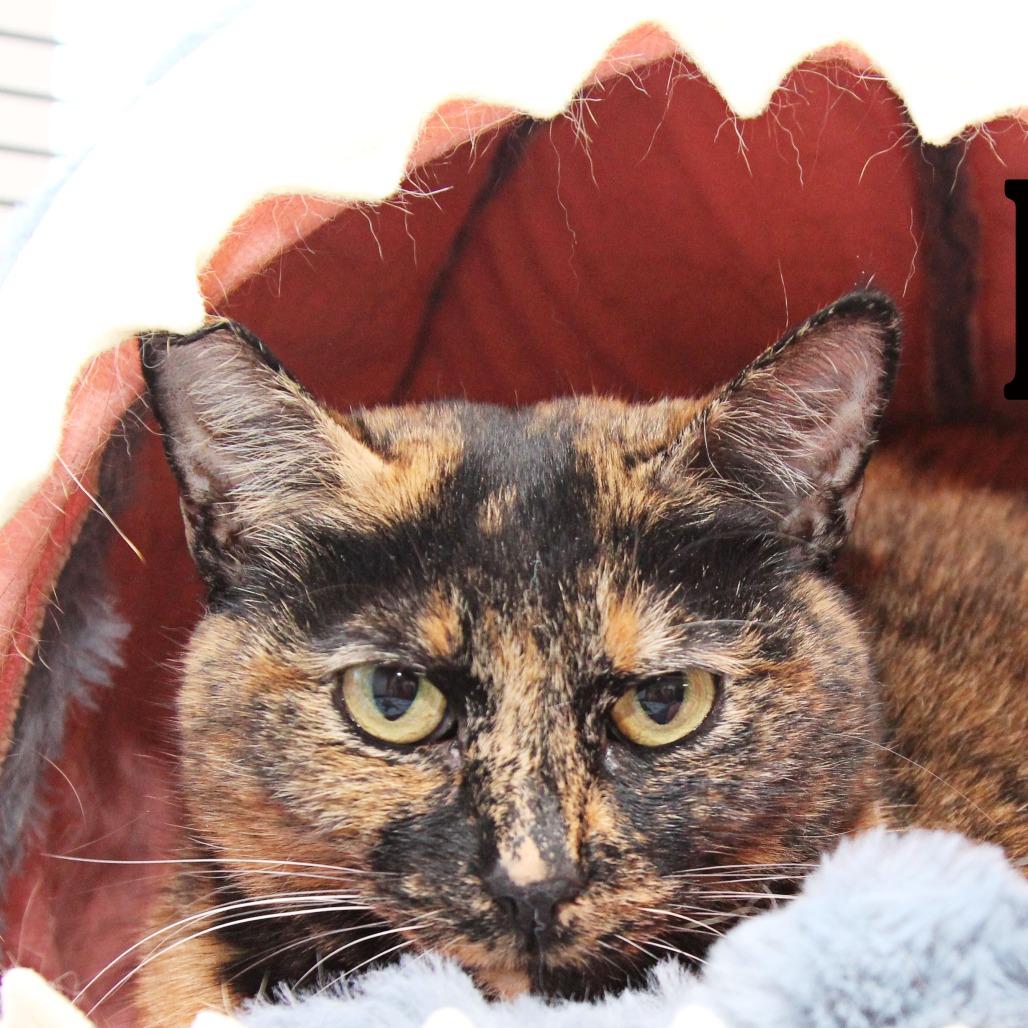 Enlarge Lilli, a Adoptable Domestic Short Hair in Mooresville, NC image 3/6