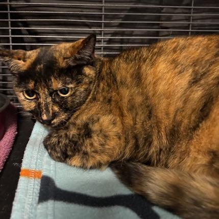 Enlarge Lilli, a Adoptable Domestic Short Hair in Mooresville, NC image 4/6