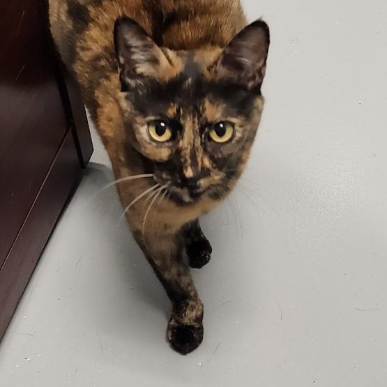 Enlarge Lilli, a Adoptable Domestic Short Hair in Mooresville, NC image 5/6