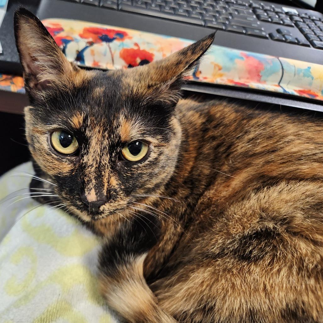 Enlarge Lilli, a Adoptable Domestic Short Hair in Mooresville, NC image 6/6