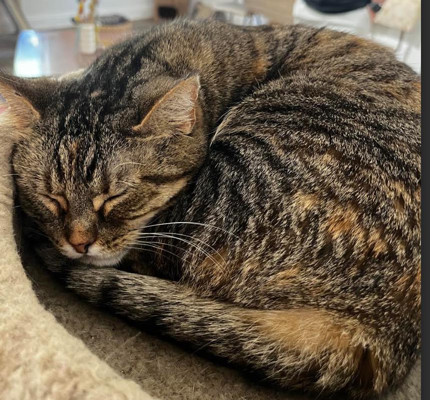 Enlarge Brooke, a Adoptable American Shorthair in Lakeland, FL image 6/6