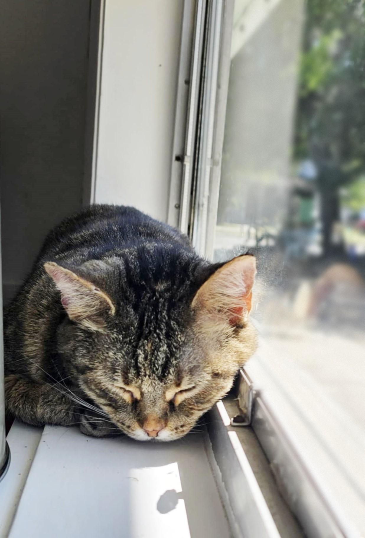 Enlarge Brooke, a Adoptable American Shorthair in Lakeland, FL image 2/6