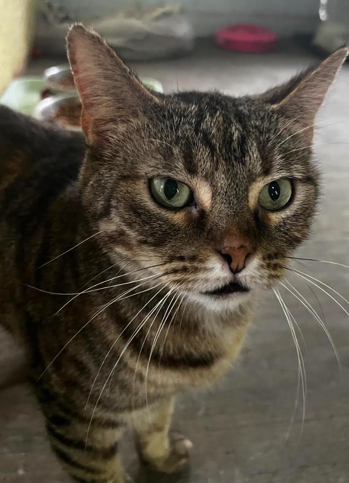 Enlarge Brooke, a Adoptable American Shorthair in Lakeland, FL image 3/6