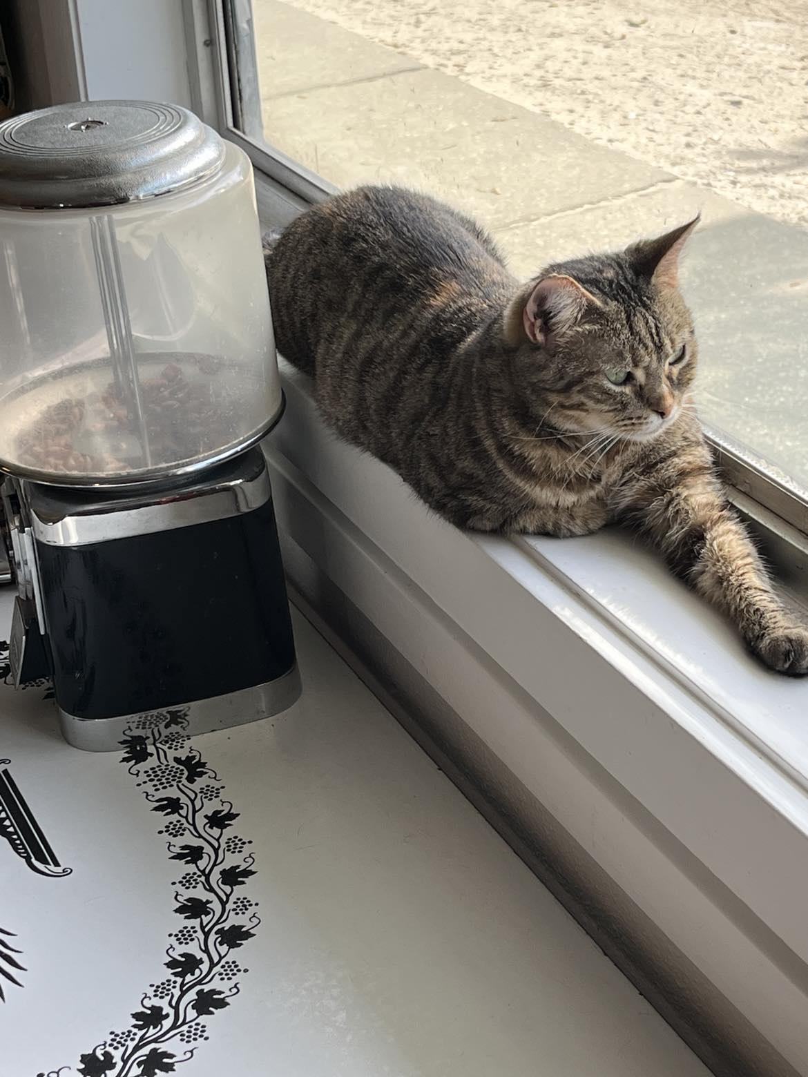 Enlarge Brooke, a Adoptable American Shorthair in Lakeland, FL image 4/6