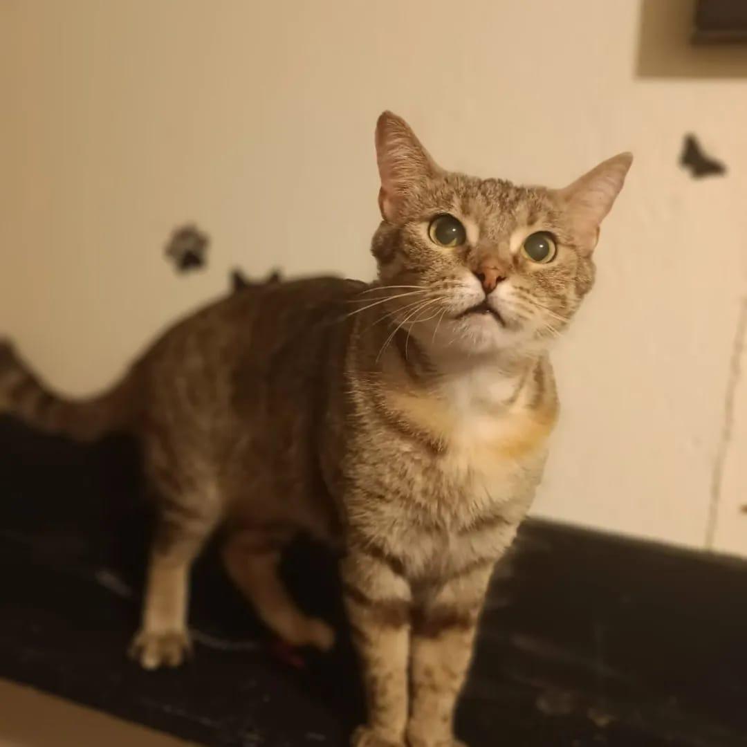 Enlarge Brooke, a Adoptable American Shorthair in Lakeland, FL image 5/6