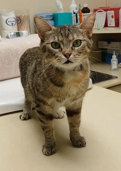 Brooke, Adoptable, Adult Female American Shorthair.