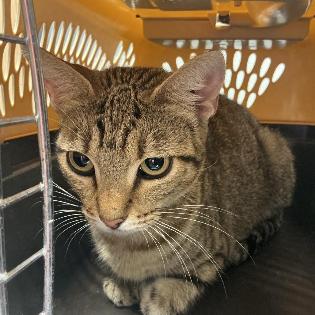 Hannah, Adoptable, Adult Female Domestic Medium Hair.