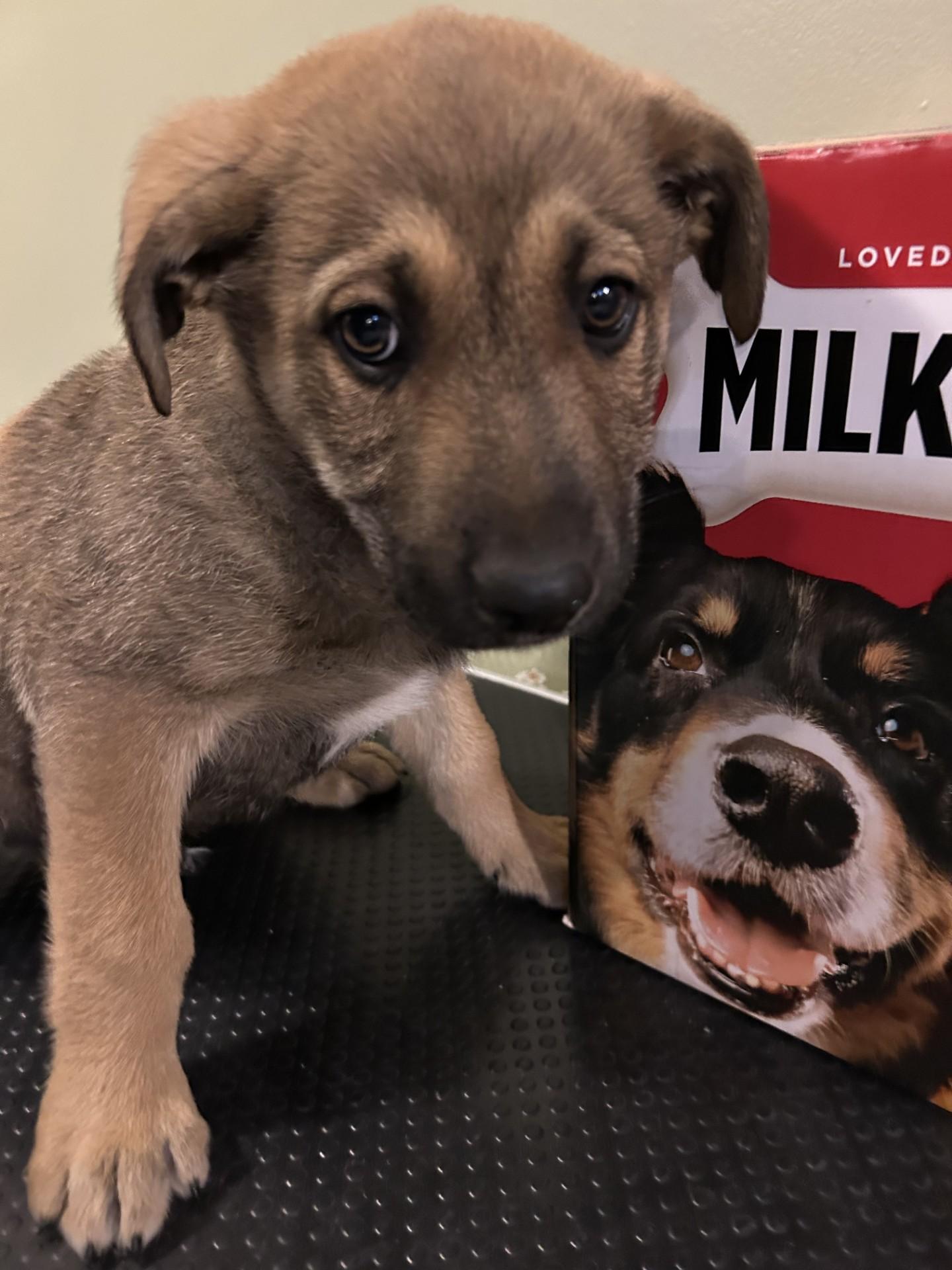 Chip, Adopted, Puppy Male Shepherd.