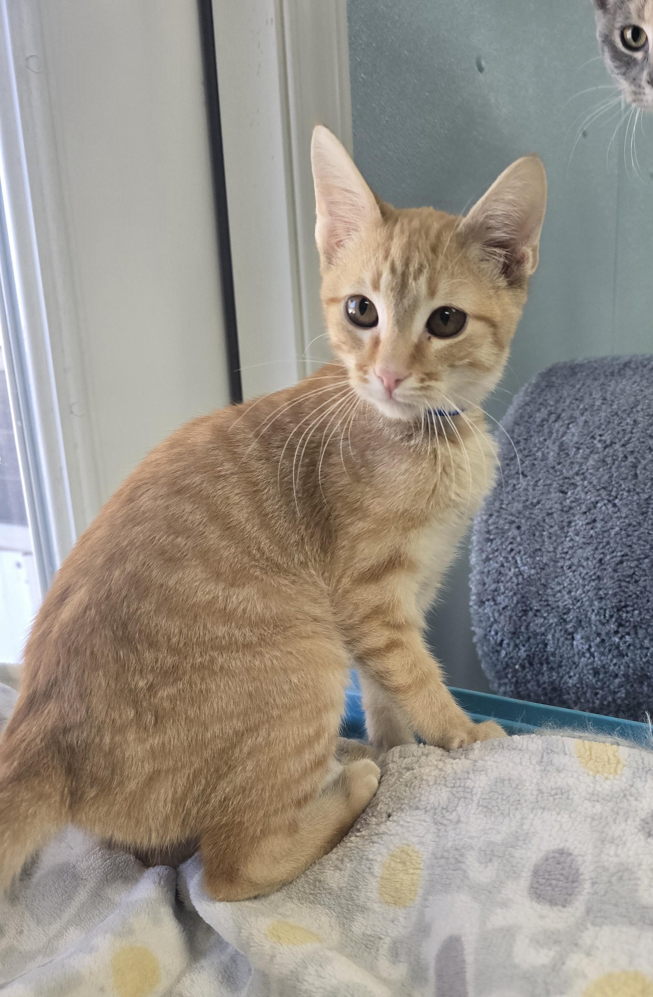 George, Adoptable, Kitten Male Domestic Short Hair.
