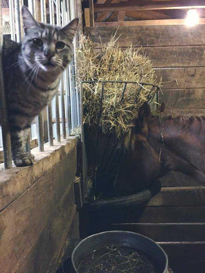 Jasmine *Sponsor ONLY, Adoptable, Senior Female Domestic Short Hair.