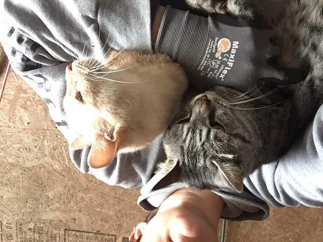 Enlarge Jasmine *Sponsor ONLY, a Adoptable Domestic Short Hair in Livonia, MI image 2/2