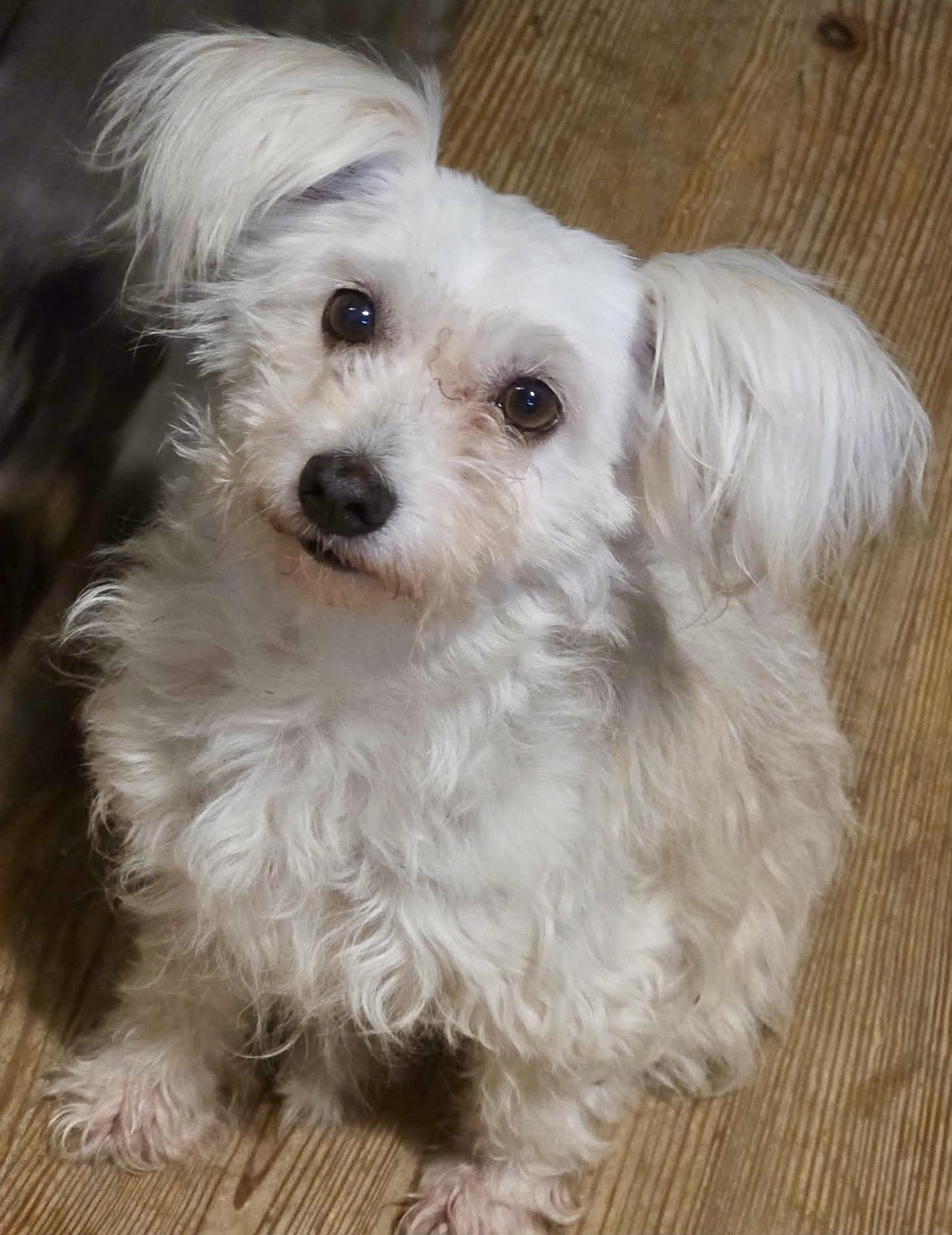 Enlarge Norah, a ADOPTABLE mixed breed in Riverside, CA image 3/6