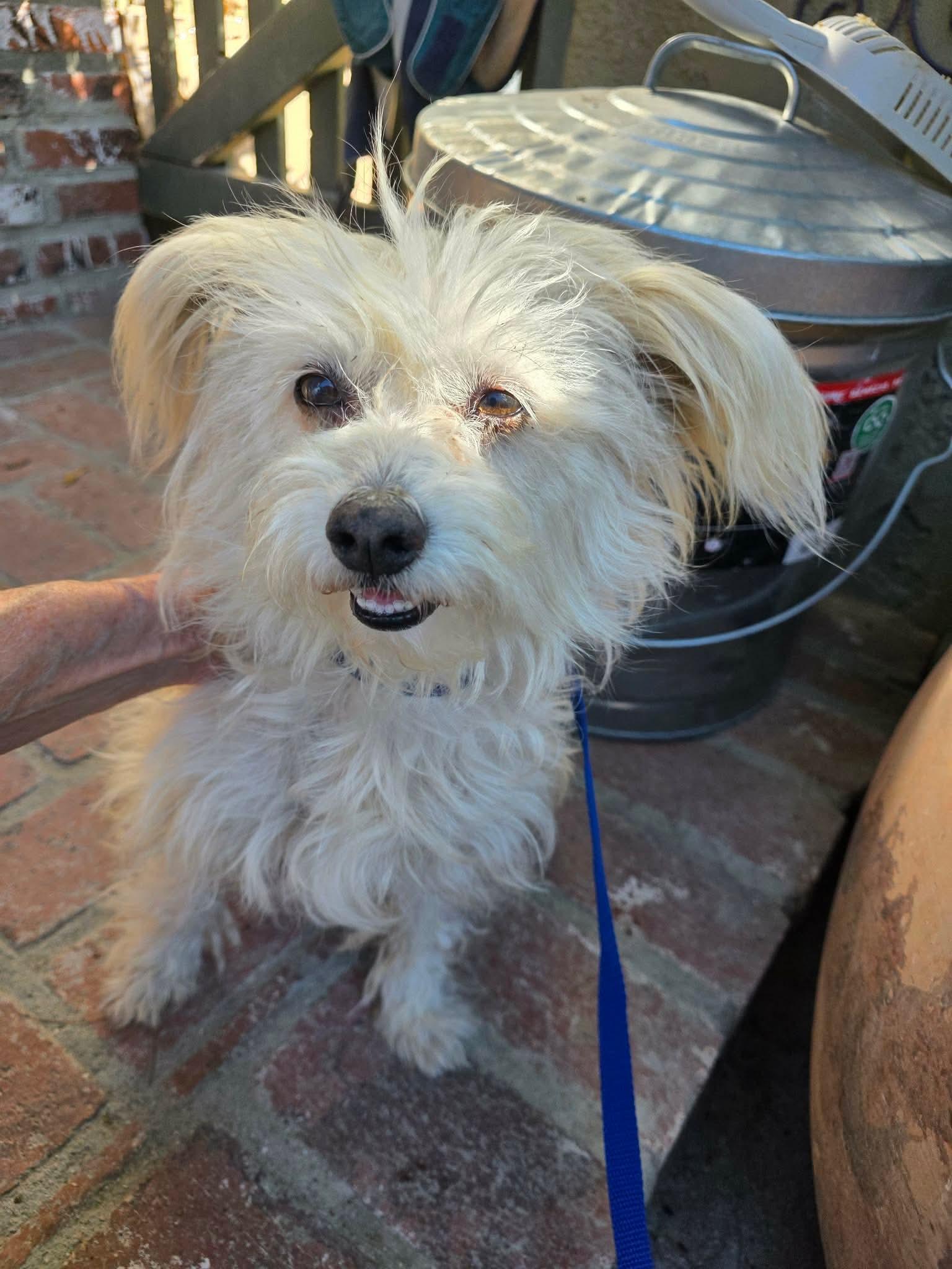 Enlarge Norah, a ADOPTABLE mixed breed in Riverside, CA image 2/6