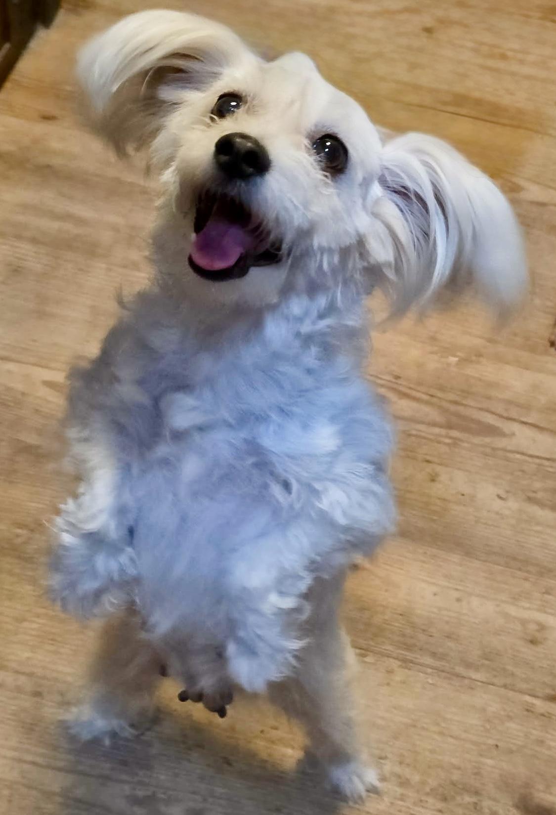 Enlarge Norah, a ADOPTABLE mixed breed in Riverside, CA image 6/6