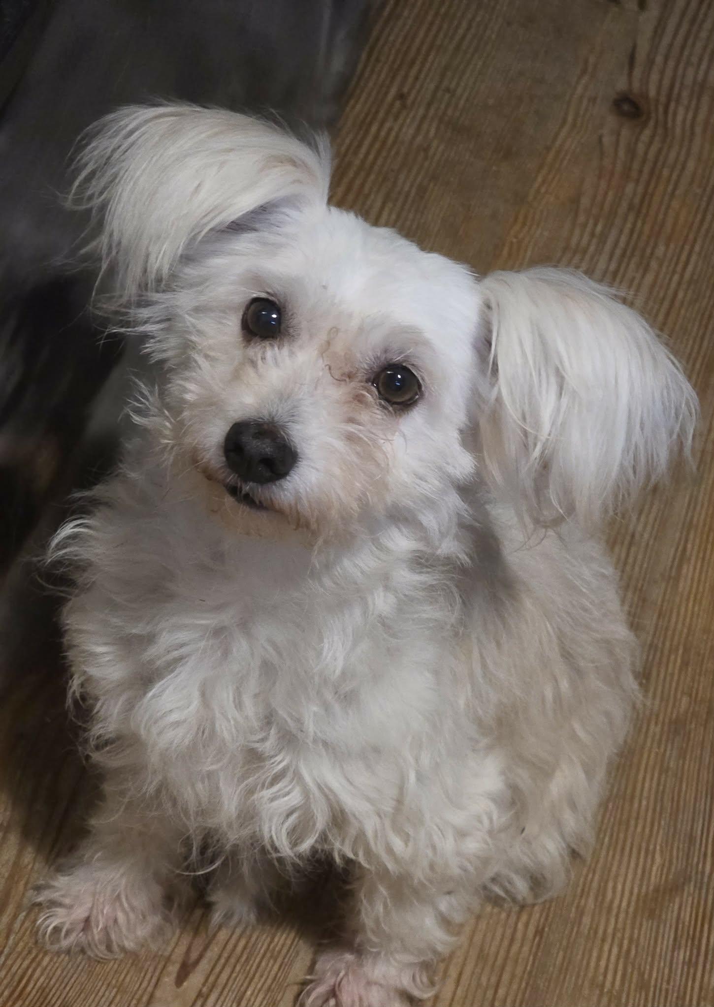 Enlarge Norah, a ADOPTABLE mixed breed in Riverside, CA image 5/6