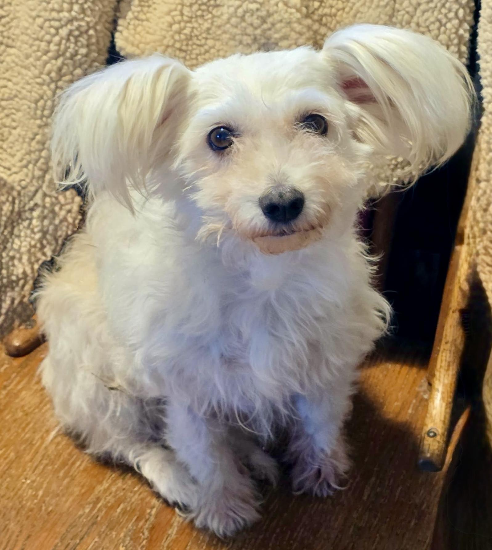 Norah, ADOPTABLE, Young Female Maltese & Papillon.