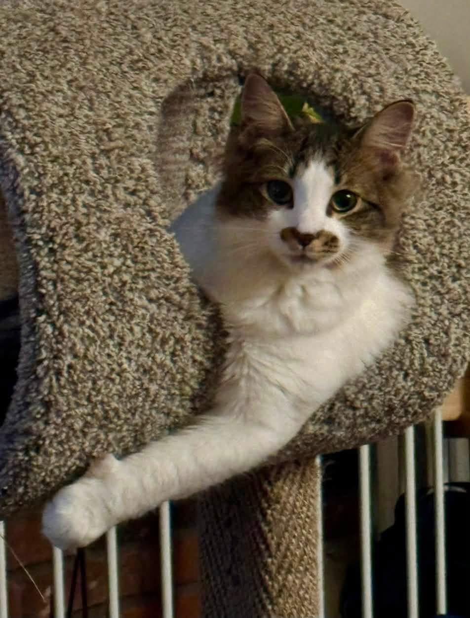 Marshall/ Courtesy Post, ADOPTABLE, Young Male Domestic Medium Hair.
