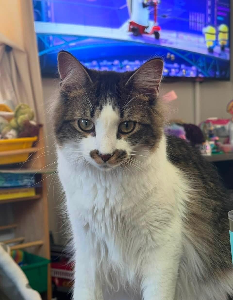 Marshall/ Courtesy Post, a ADOPTABLE Domestic Medium Hair in Medfield, MA image 2/2