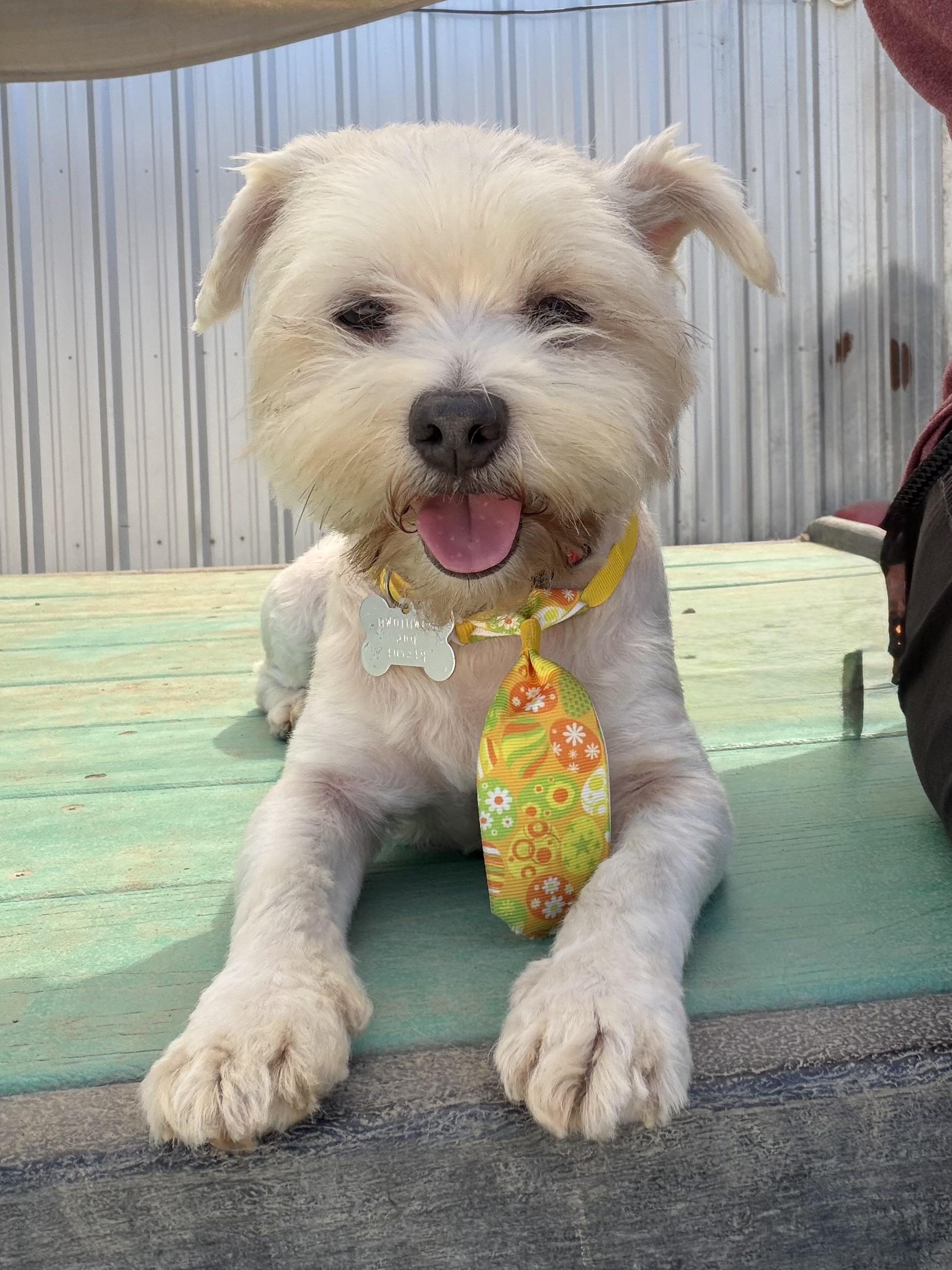 Enlarge MAX, a Adoptable mixed breed in Pasadena, CA image 1/5