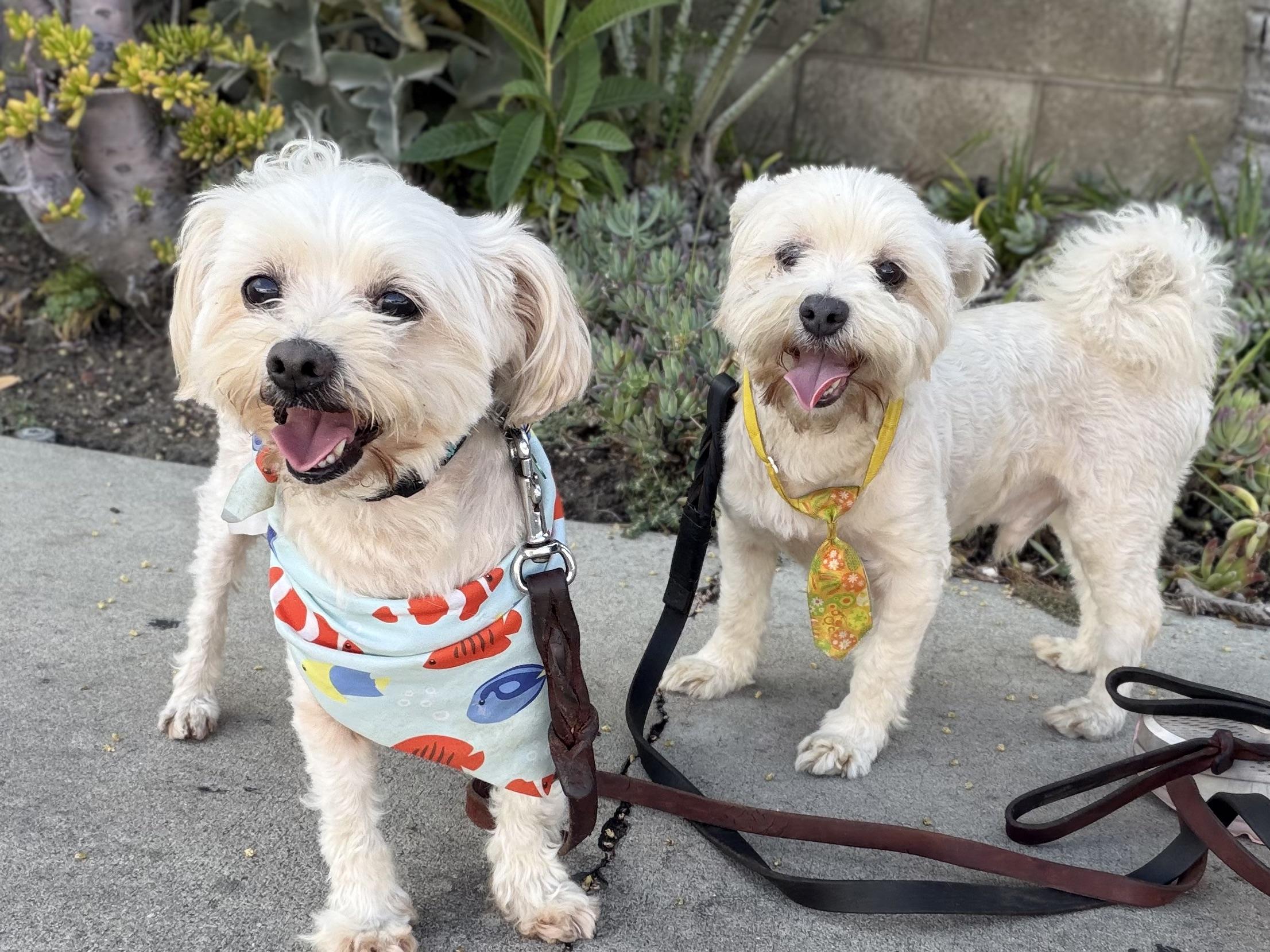 Enlarge MAX, a Adoptable mixed breed in Pasadena, CA image 3/5