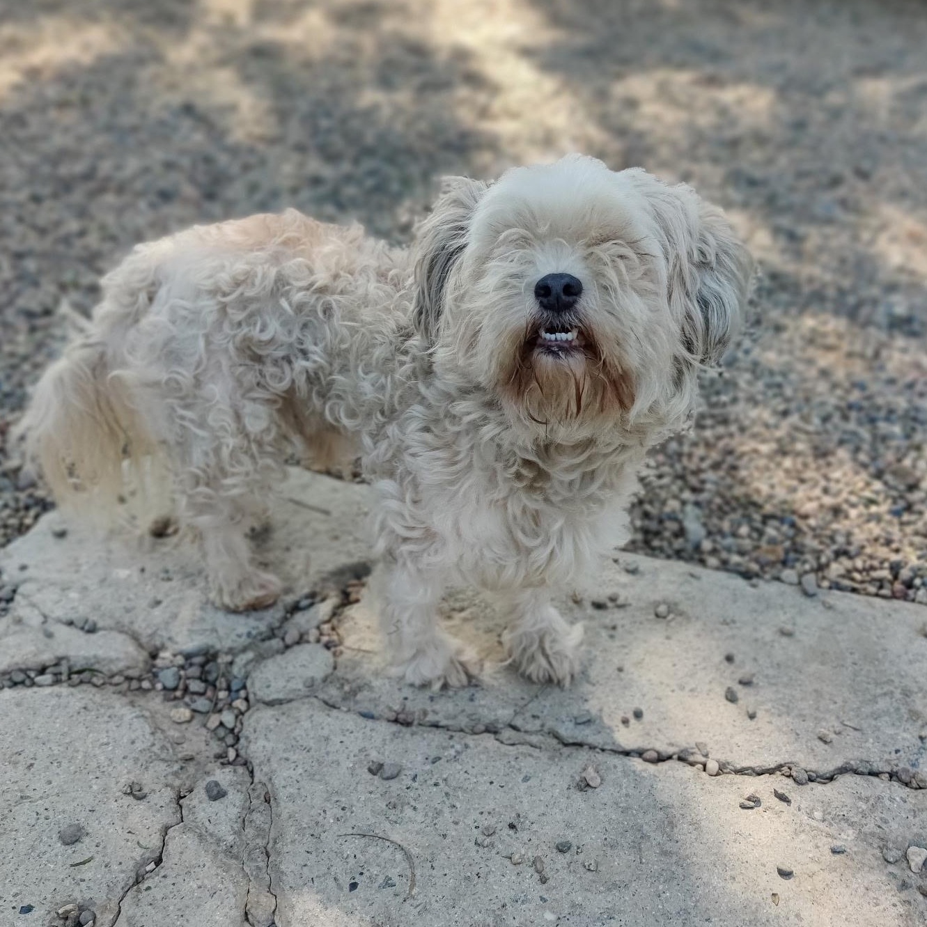 Enlarge MAX, a Adoptable mixed breed in Pasadena, CA image 4/5