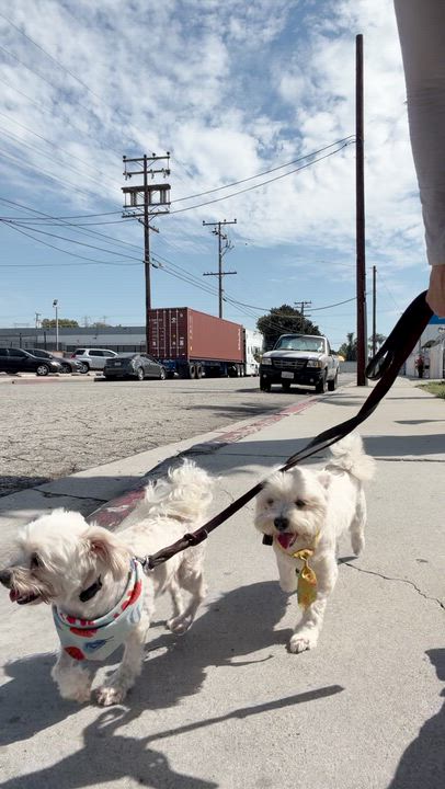 Enlarge MAX, a Adoptable mixed breed in Pasadena, CA video 5/5