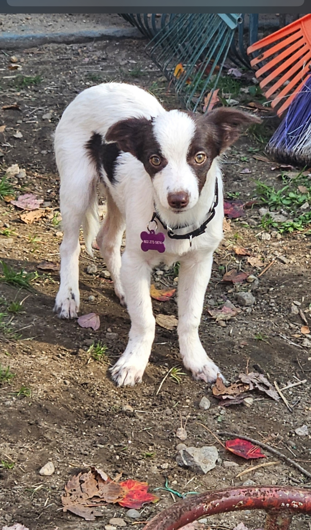 Dog for adoption Ryan, a Border Collie Mix in Portland, ME Petfinder