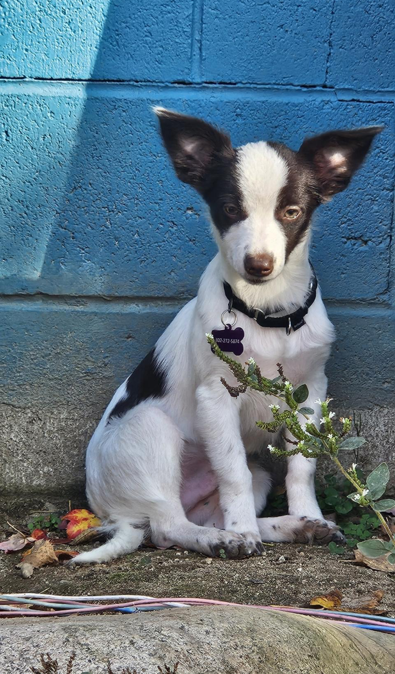 Dog for adoption Ryan, a Border Collie Mix in Portland, ME Petfinder