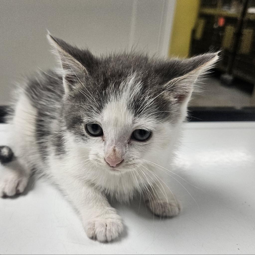 Peppo, Adoptable, Young Male Domestic Medium Hair.