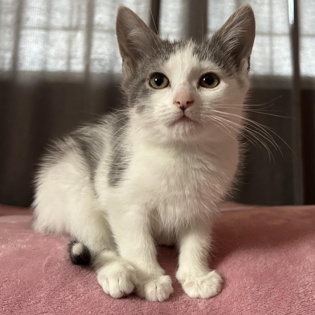 Enlarge Peppo, a Adoptable Domestic Medium Hair in Hanna City, IL image 2/4