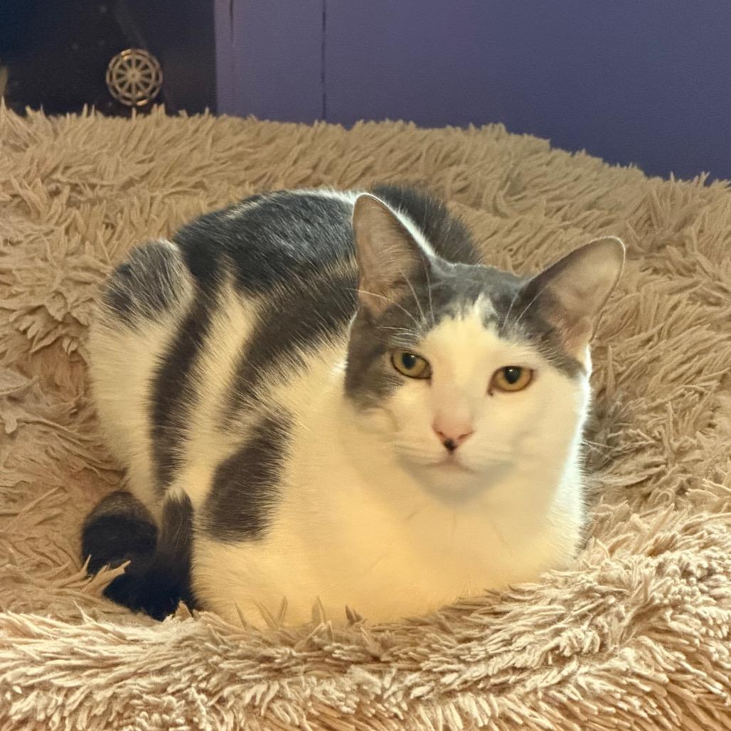 Enlarge Peppo, a Adoptable Domestic Medium Hair in Hanna City, IL image 3/5
