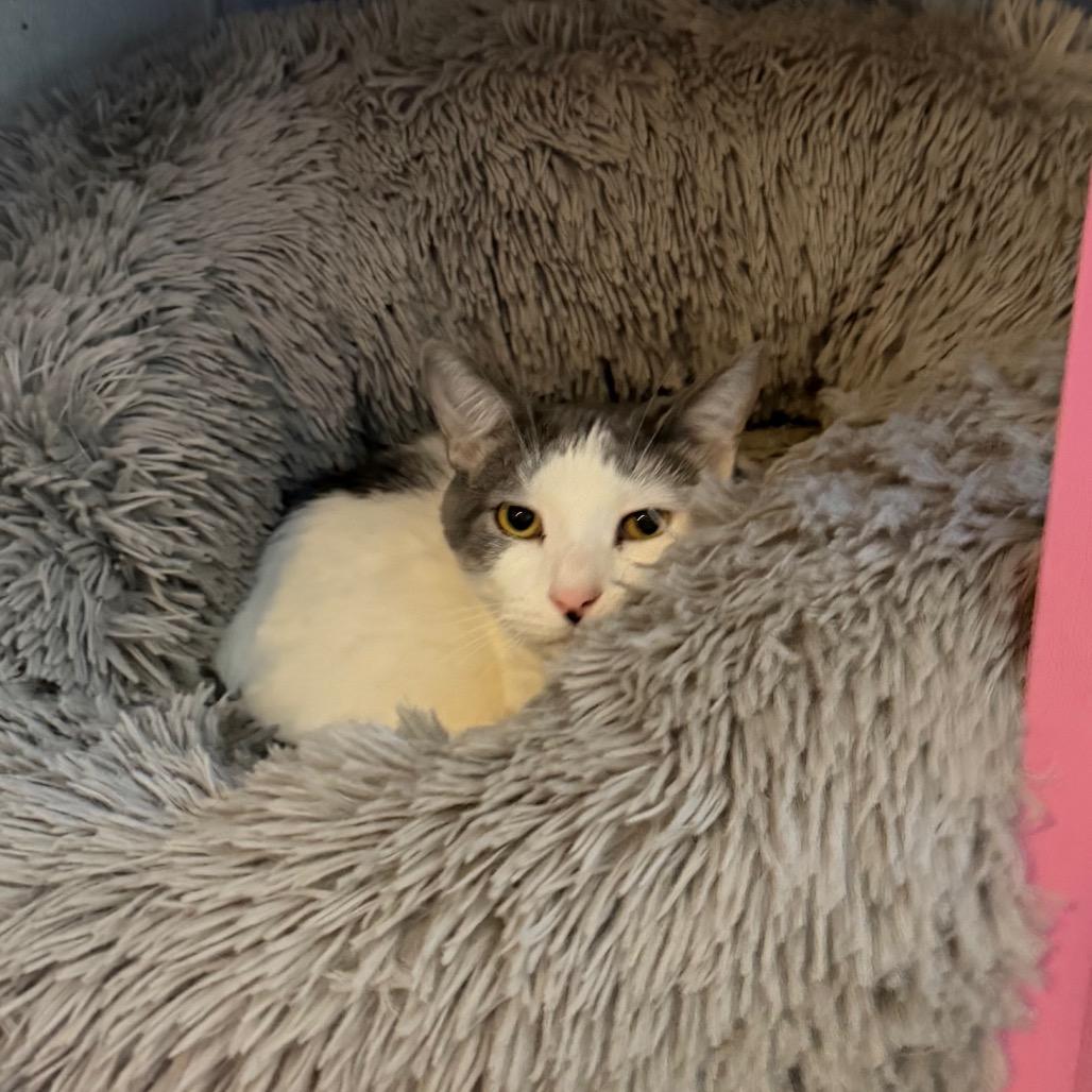 Enlarge Peppo, a Adoptable Domestic Medium Hair in Hanna City, IL image 3/4