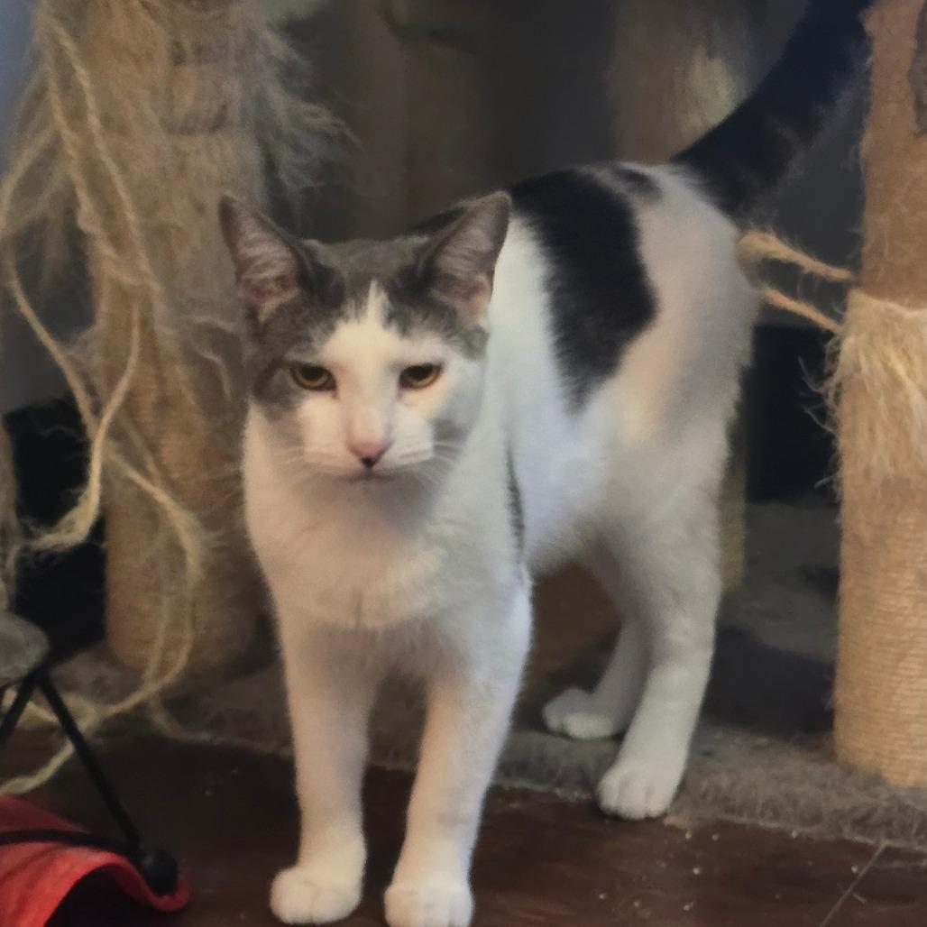 Enlarge Peppo, a Adoptable Domestic Medium Hair in Hanna City, IL image 4/4