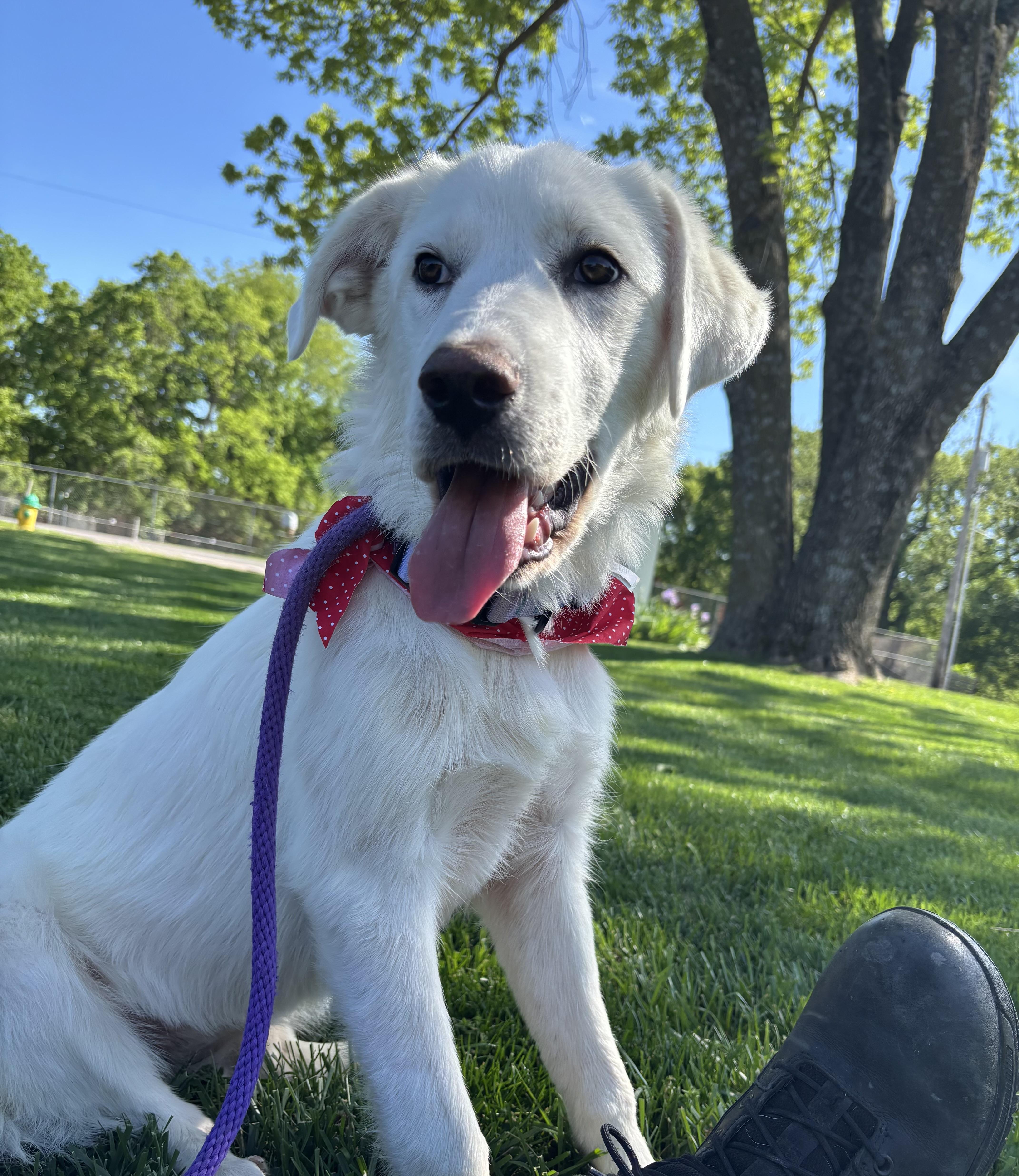 Lottie Dottie, ADOPTABLE, Puppy Female Great Pyrenees & Australian Cattle Dog / Blue Heeler.